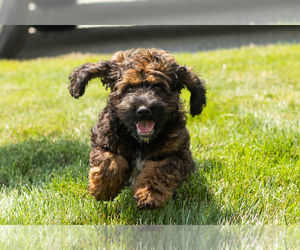 Cocker Spaniel-Poodle (Miniature) Mix Puppy for sale in MILLERSBURG, IN, USA