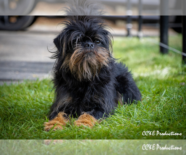 Medium Photo #1 Brussels Griffon Puppy For Sale in WOODINVILLE, WA, USA