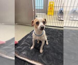 Chihuahua-Unknown Mix Dogs for adoption in San Martin, CA, USA