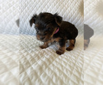 Small Photo #11 Yorkshire Terrier Puppy For Sale in ORLANDO, FL, USA