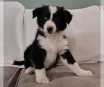 Puppy Perry Border Collie