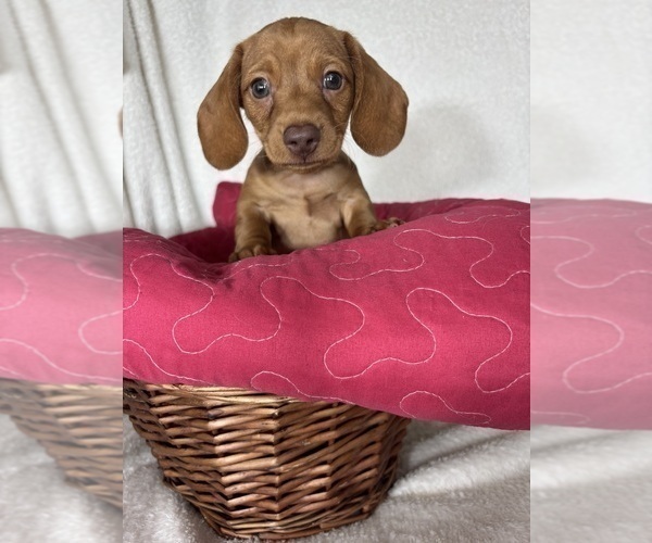 Medium Photo #6 Dachshund Puppy For Sale in GREENFIELD, IN, USA