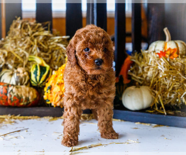 Medium Photo #52 Goldendoodle-Poodle (Miniature) Mix Puppy For Sale in WAKARUSA, IN, USA