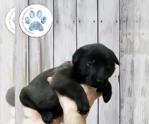 Belgian Malinois Puppy for Sale in INDIANAPOLIS, Indiana USA
