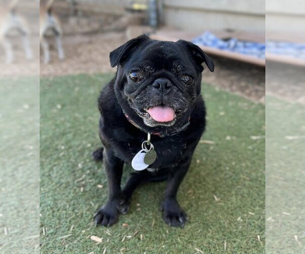 Medium Photo #3 Pug Puppy For Sale in  Ramona, CA, USA