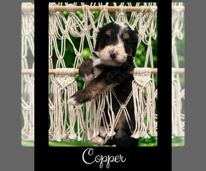 Bernedoodle-Poodle (Standard) Mix Puppy for sale in MENIFEE, CA, USA