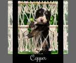 Image preview for Ad Listing. Nickname: Copper
