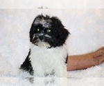 Small #10 ShihPoo