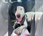 Small Photo #11 Bull Terrier-Unknown Mix Puppy For Sale in phoenix, AZ, USA