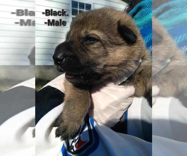 Medium Photo #18 German Shepherd Dog Puppy For Sale in BEAVER FALLS, PA, USA