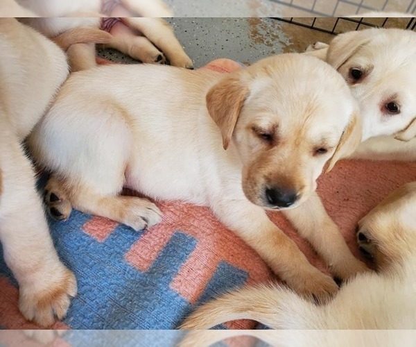 Medium Photo #26 Labrador Retriever Puppy For Sale in WATERFORD, WI, USA