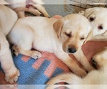 Small Photo #26 Labrador Retriever Puppy For Sale in WATERFORD, WI, USA