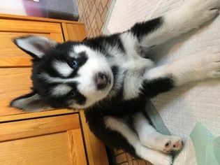 Siberian Husky Puppy for sale in LIMON, CO, USA
