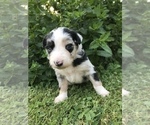 Small Photo #9 Border-Aussie Puppy For Sale in RUPERT, WV, USA