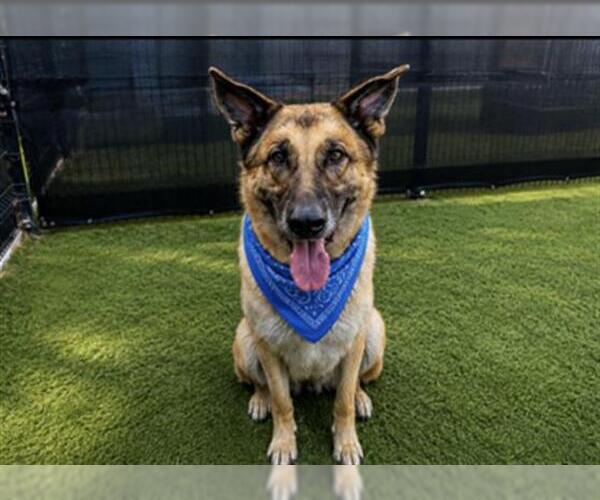 Medium Photo #4 German Shepherd Dog Puppy For Sale in Orange, CA, USA