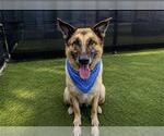 Small #3 German Shepherd Dog