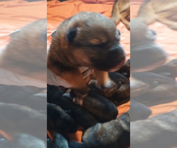 Medium Photo #4 German Shepherd Dog Puppy For Sale in BEAVER FALLS, PA, USA