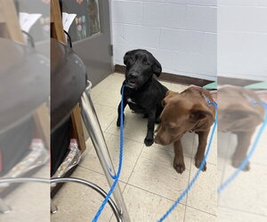 Labrador Retriever Dogs for adoption in Stockton, CA, USA