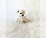 Small #1 Chihuahua