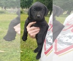 Small #5 Labrador Retriever