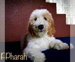 Small Photo #11 Goldendoodle Puppy For Sale in BRANDON, FL, USA
