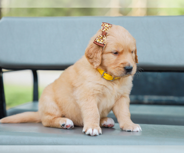 Medium Photo #3 Golden Retriever Puppy For Sale in LIBERTY, KY, USA