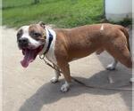 Small #2 American Pit Bull Terrier Mix