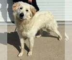 Small Great Pyrenees Mix