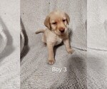 Image preview for Ad Listing. Nickname: Red male 3