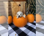 Small Photo #5 English Cream Golden Retriever Puppy For Sale in BRISTOL, VT, USA