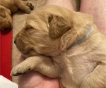 Small Photo #9 Golden Retriever Puppy For Sale in FRANKFORT, KY, USA