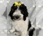 Small Photo #27 Goldendoodle Puppy For Sale in DOLPH, AR, USA