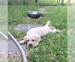 Small Photo #8 Labrador Retriever Puppy For Sale in ST PETERSBURG, FL, USA