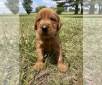 Small Photo #4 Golden Retriever Puppy For Sale in LOUISBURG, NC, USA