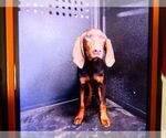 Small Bloodhound Mix