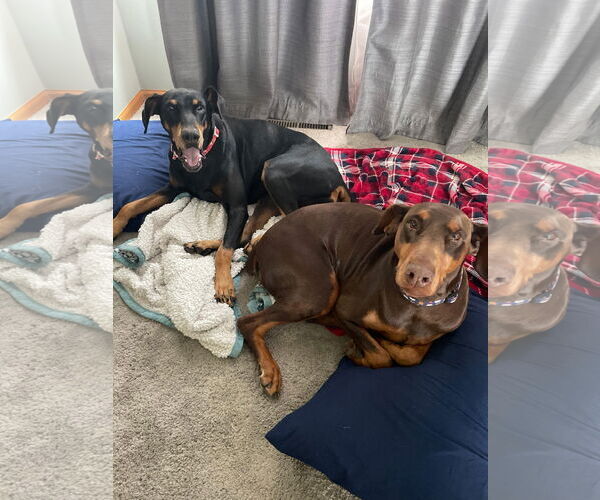 Medium Photo #6 Doberman Pinscher Puppy For Sale in Minneaoplis, MN, USA