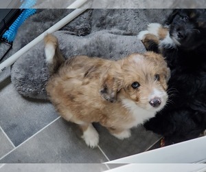 Aussiedoodle Miniature Puppy for sale in LAKE STEVENS, WA, USA