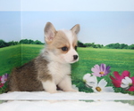 Small Photo #6 Pembroke Welsh Corgi Puppy For Sale in LOS ANGELES, CA, USA