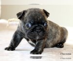 Small #15 French Bulldog