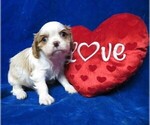 Small Photo #3 Cavalier King Charles Spaniel Puppy For Sale in NORWOOD, MO, USA