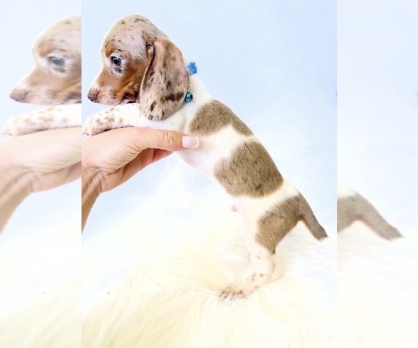 Medium Photo #4 Dachshund Puppy For Sale in DAVIS, CA, USA