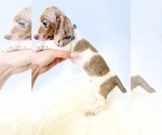 Small #3 Dachshund