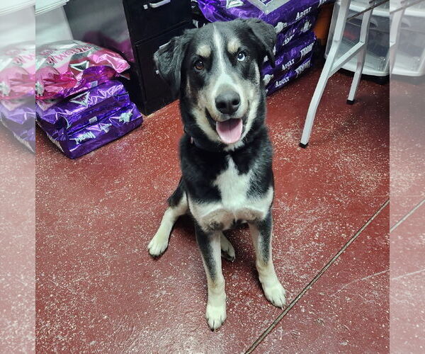 Medium Photo #17 Huskies -Unknown Mix Puppy For Sale in Fargo, ND, USA