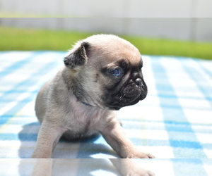 Pug Puppy for sale in PALM COAST, FL, USA