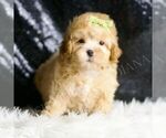 Small #3 Maltipoo