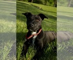 Small #5 Labrador Retriever Mix