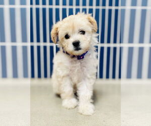 Maltese-Unknown Mix Dogs for adoption in Marina Del Rey, CA, USA