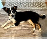 Small #2 Australian Shepherd Mix