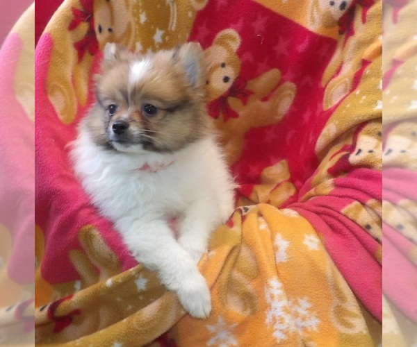 Medium Photo #3 Pomeranian Puppy For Sale in PATERSON, NJ, USA