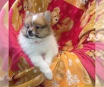 Small #2 Pomeranian